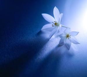 Eyebrow Embroidery: Nouri Face & Body Concepts